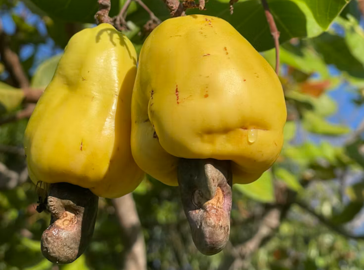 Cashewnut by Seedstone