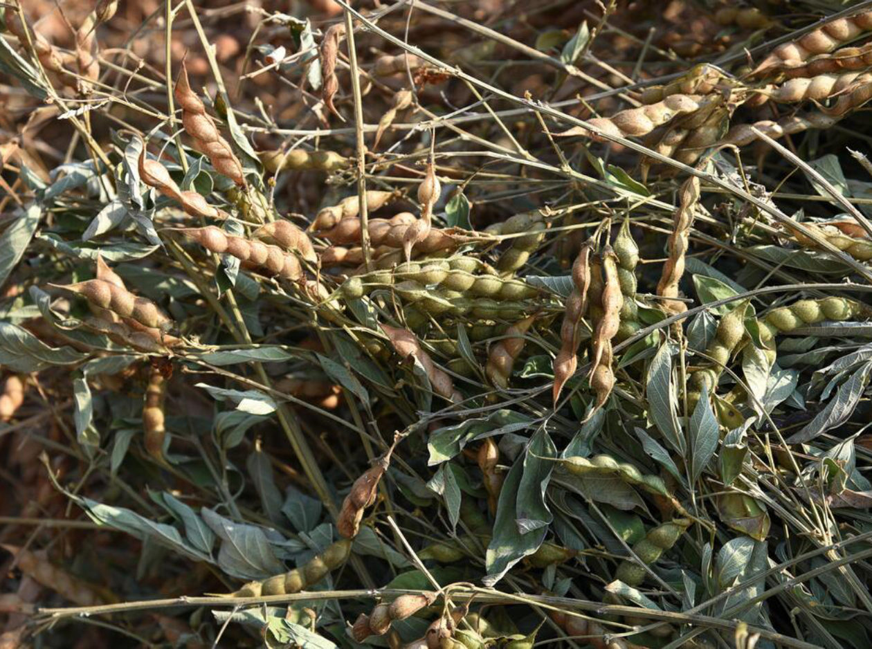 Pigeon Peas by Seedstone