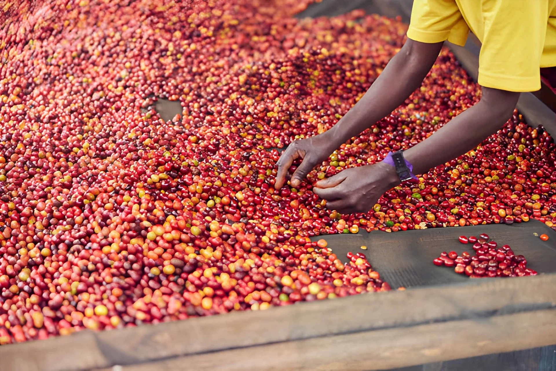 Seedstone sourcing and exporting Tanzania crops