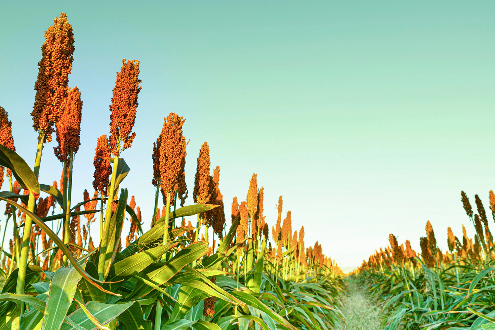 TMX Auction Expertise by Seedstone